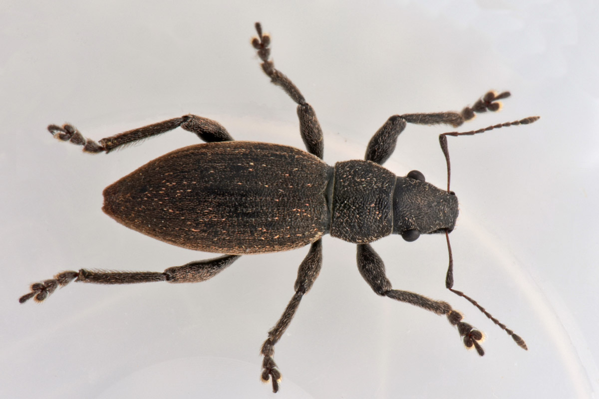 Curculionidae: Brachyderes sp.?  S, Brachyderes incanus